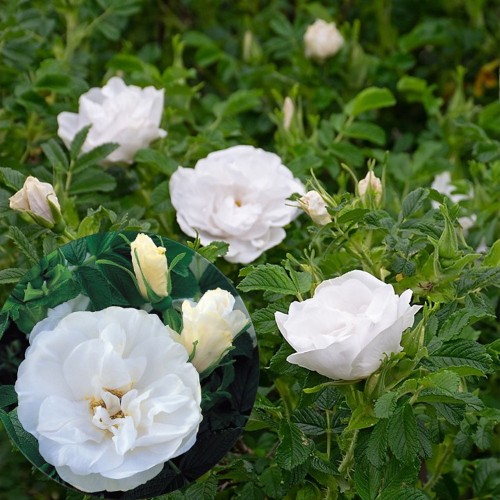 Rosa rugosa 'Blanc Double de Coubert' - Kurdlehine kibuvits 'Blanc Double de Coubert' C4/4L